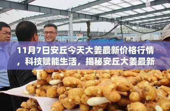 揭秘安丘大姜最新智能行情系统,科技赋能下的最新价格行情分析(11月7日)