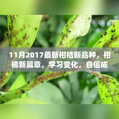 柑橘新篇章,学习变化,自信成就梦想——探索最新柑桔新品种