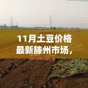 滕州市场11月土豆价格揭秘,科技革新与智能追踪系统引领未来生活新篇章