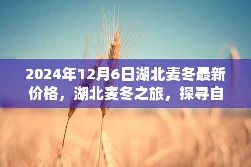 探寻湖北麦冬之旅，最新价格与探寻自然美景的双重体验（2024年）