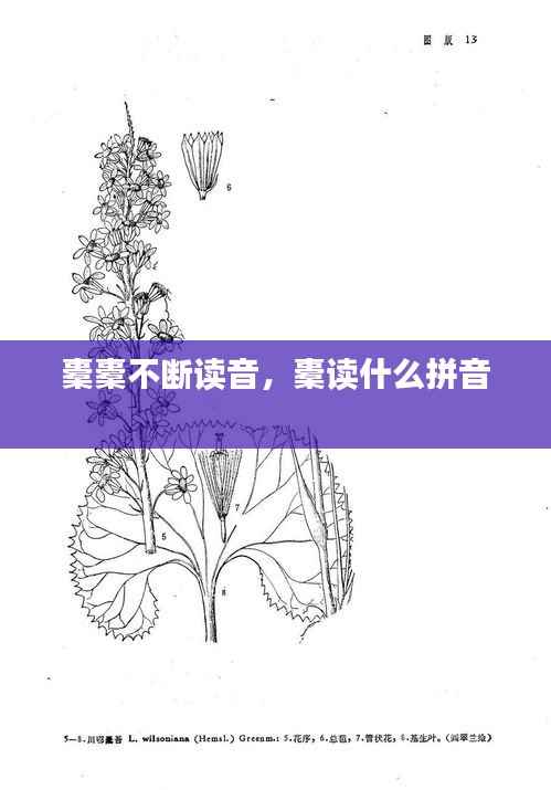 橐橐不断读音,橐读什么拼音