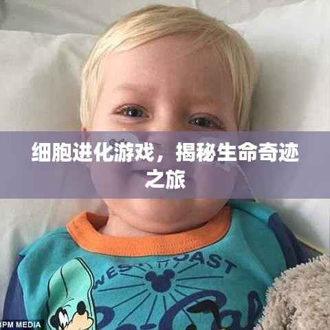 细胞进化游戏,揭秘生命奇迹之旅
