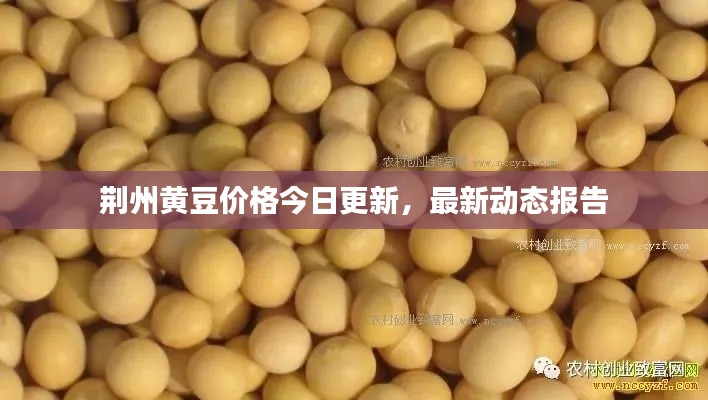 荆州黄豆价格今日更新,最新动态报告