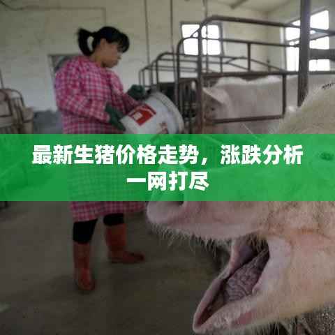 最新生猪价格走势,涨跌分析一网打尽