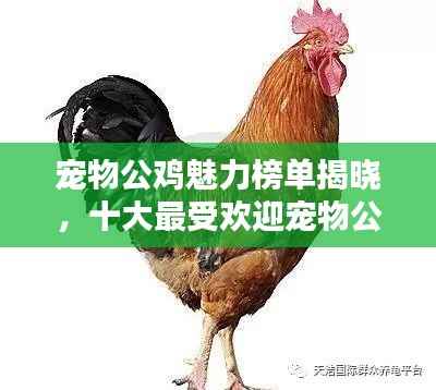 宠物公鸡魅力榜单揭晓,十大最受欢迎宠物公鸡排名!