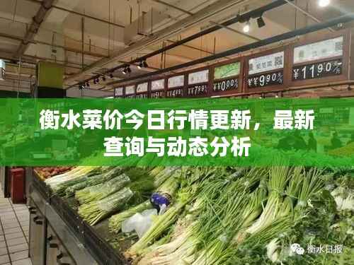 衡水菜价今日行情更新,最新查询与动态分析